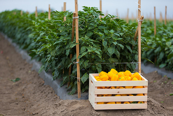 SweetPeppers_SVPS0864_CA_0074