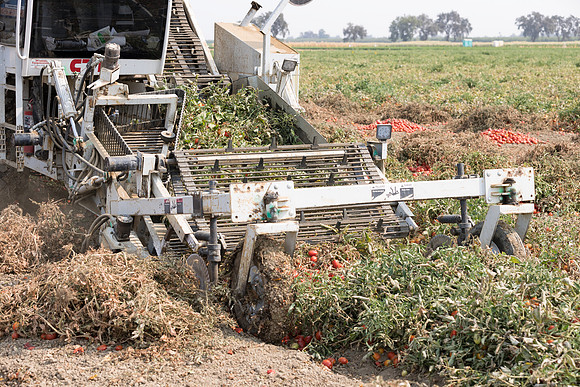 Seminis2021_Woodland_695