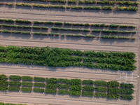 Seminis2021_Woodland_11