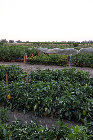 Seminis2021_Woodland_1474