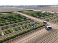 Seminis2021_Woodland_23