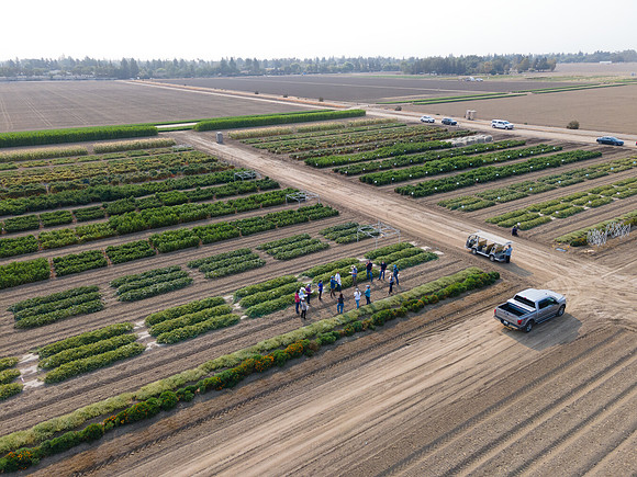 Seminis2021_Woodland_23