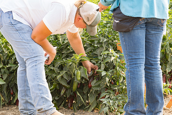 Seminis2021_Woodland_577