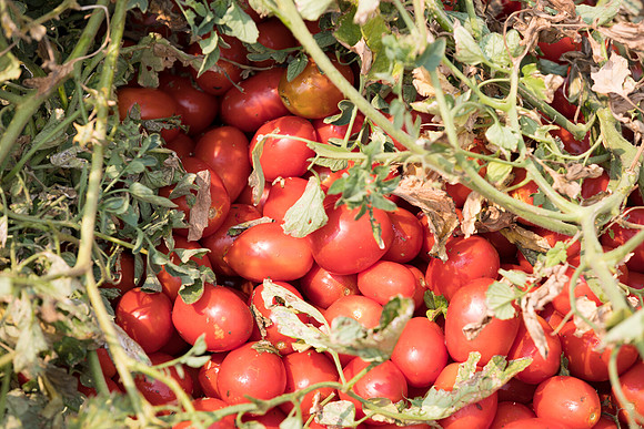 Seminis2021_Woodland_767