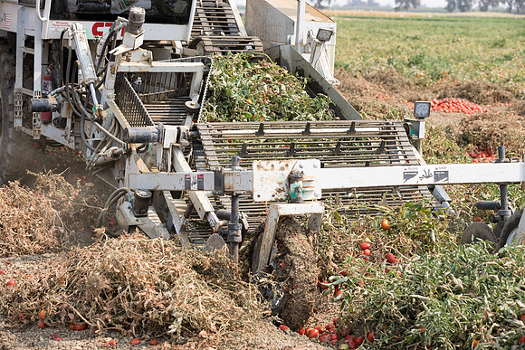 Seminis2021_Woodland_690