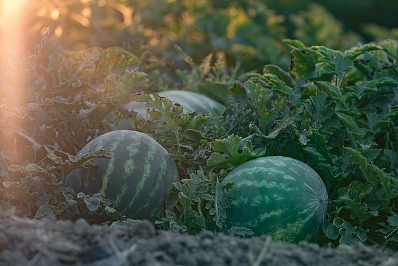 Seminis2021_Woodland_1624