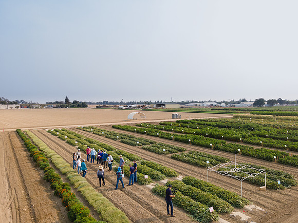 Seminis2021_Woodland_1