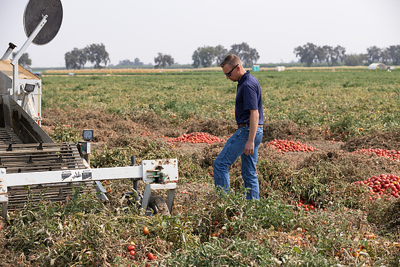 Seminis2021_Woodland_676