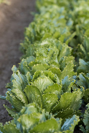 Lettuce_SV3176LG_CA_0054