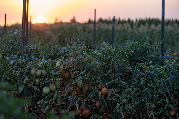 Seminis2021_Woodland_1503