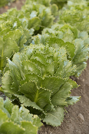 Lettuce_SV3176LG_CA_0022