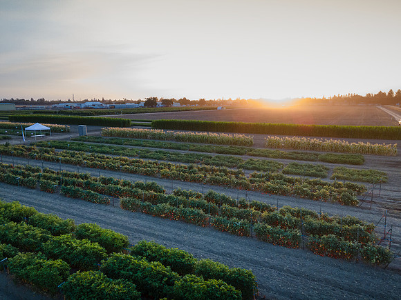 Seminis2021_Woodland_1333