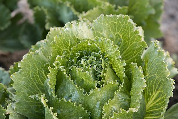 Lettuce_SV3176LG_CA_0008
