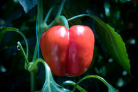 Peppers_DRPB1709_0002