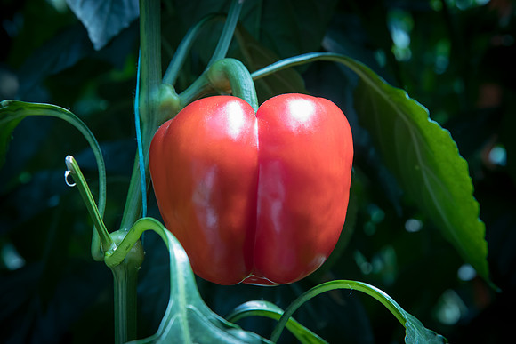 Peppers_DRPB1709_0002