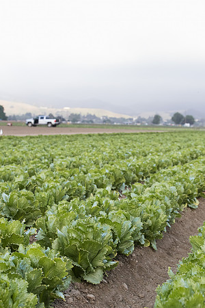 Lettuce_SV3176LG_CA_0029
