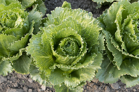 Lettuce_SV3176LG_CA_0034