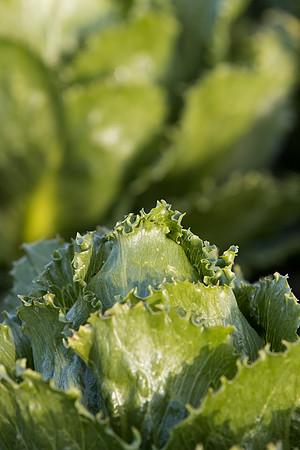 Lettuce_SV3176LG_CA_0062