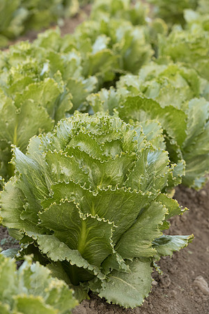 Lettuce_SV3176LG_CA_0024