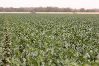 Broccoli_Heritage_CA_0063