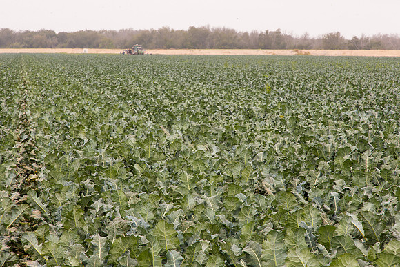 Broccoli_Heritage_CA_0063