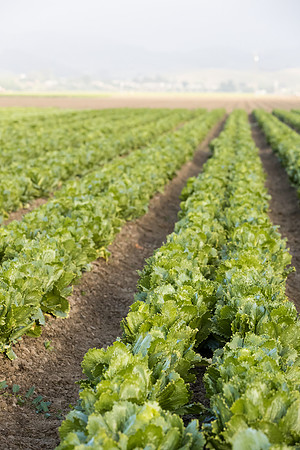 Lettuce_SV3176LG_CA_0095