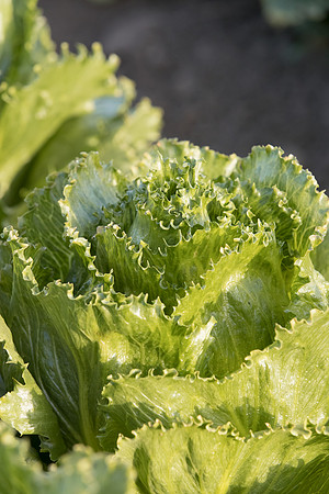 Lettuce_SV3176LG_CA_0069