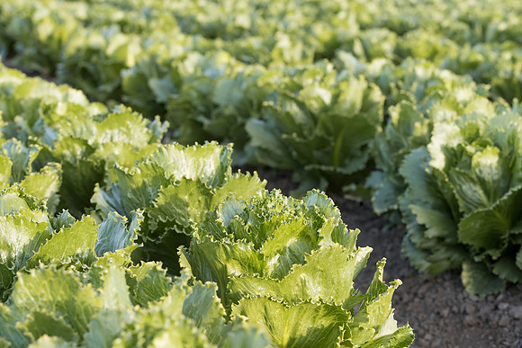 Lettuce_SV3176LG_CA_0077