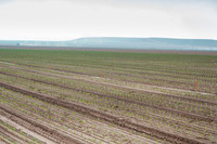 Broccoli_Heritage_CA_0017