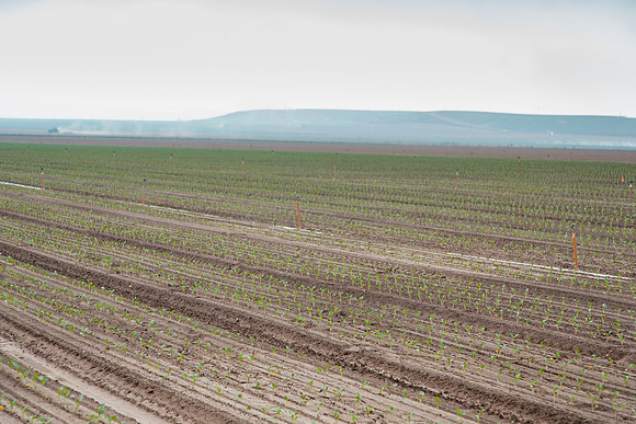 Broccoli_Heritage_CA_0017