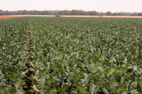 Broccoli_Heritage_CA_0061