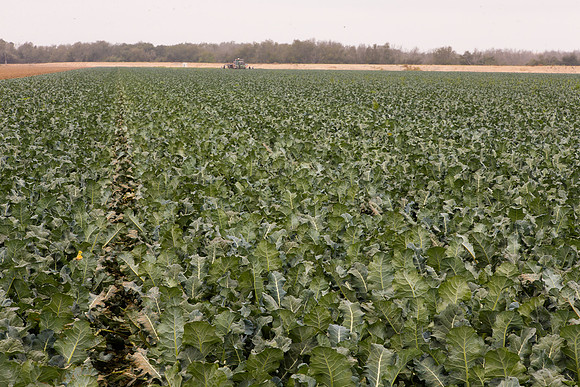 Broccoli_Heritage_CA_0061