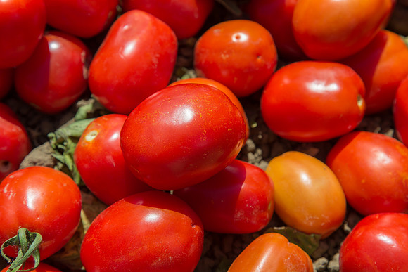 Tomato_SV2756TM_CA_00061