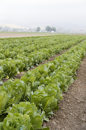 Lettuce_SV3176LG_CA_0013