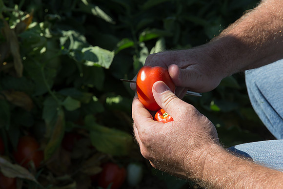 Tomato_SV2756TM_CA_00004