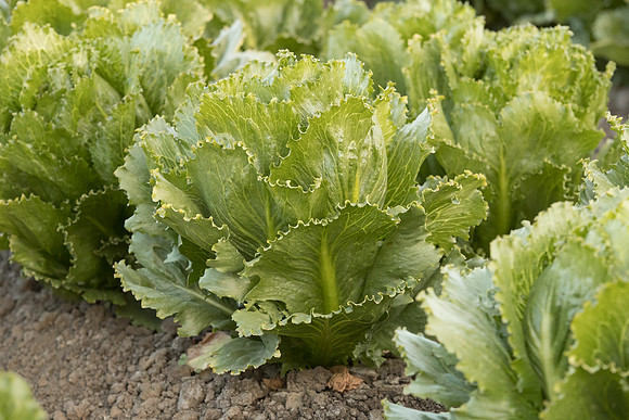 Lettuce_SV3176LG_CA_0010