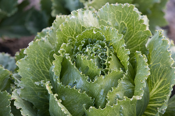 Lettuce_SV3176LG_CA_0006