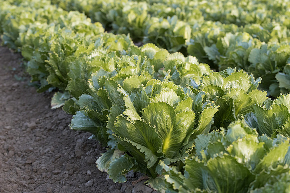 Lettuce_SV3176LG_CA_0082