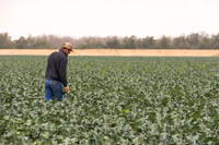 Broccoli_Heritage_CA_0075
