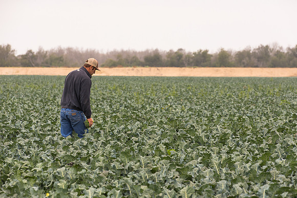 Broccoli_Heritage_CA_0075