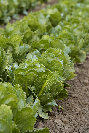 Lettuce_SV3176LG_CA_0015