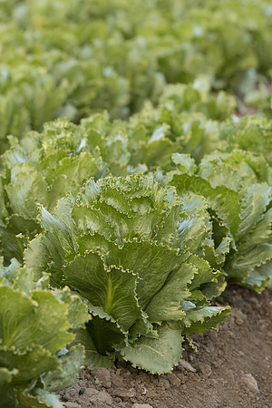 Lettuce_SV3176LG_CA_0031