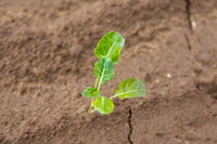 Broccoli_Heritage_CA_0003