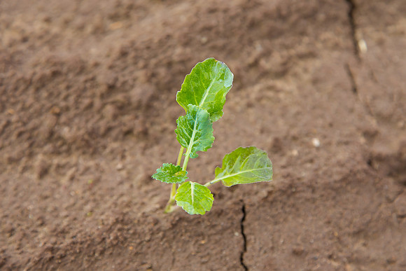 Broccoli_Heritage_CA_0003