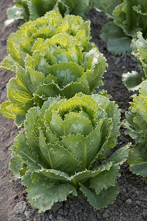 Lettuce_SV3176LG_CA_0043