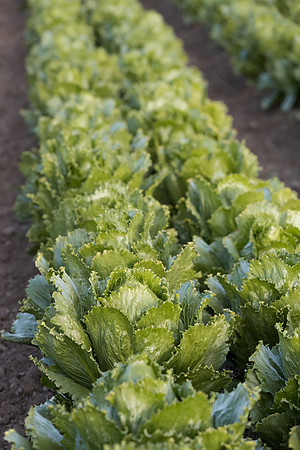 Lettuce_SV3176LG_CA_0050
