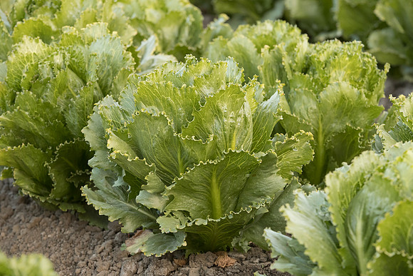 Lettuce_SV3176LG_CA_0020