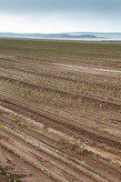 Broccoli_Heritage_CA_0027