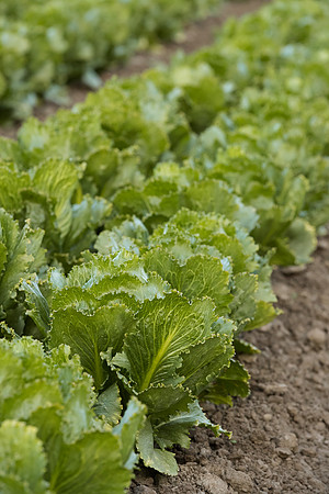 Lettuce_SV3176LG_CA_0016