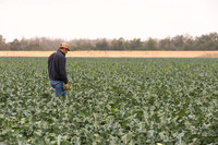 Broccoli_Heritage_CA_0076